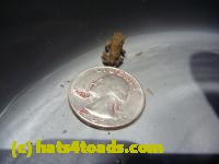 /home//u458753944/public_html/sourcegallery//Roxborough Toad Detour/2013-2019/2013/2013-06-03/P1120610.JPG